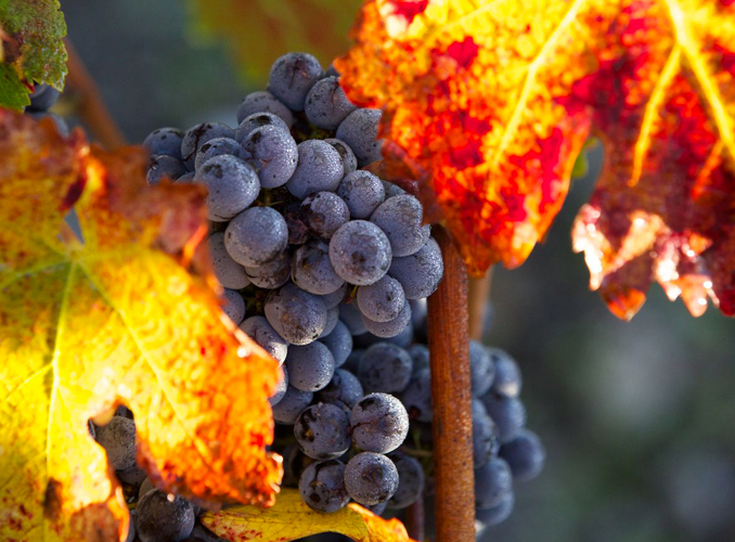 <p> </p>
<p>From vine to vat, the fruit is not subject to any non-natural pressure or constraint.</p>
