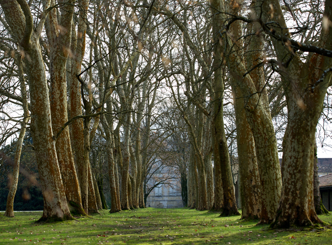 <p>La majestueuse allée de platanes menant au château.</p>
