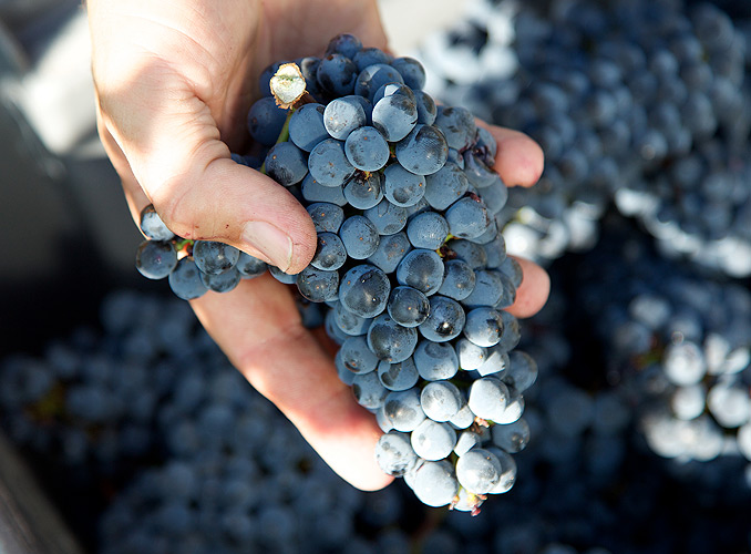 <p> </p>
<p>La cueillette se fait intégralement à la main, et les grappes sont déposées dans des cagettes. Chaque cépage de chaque parcelle est conduit au cuvier séparément.</p>
