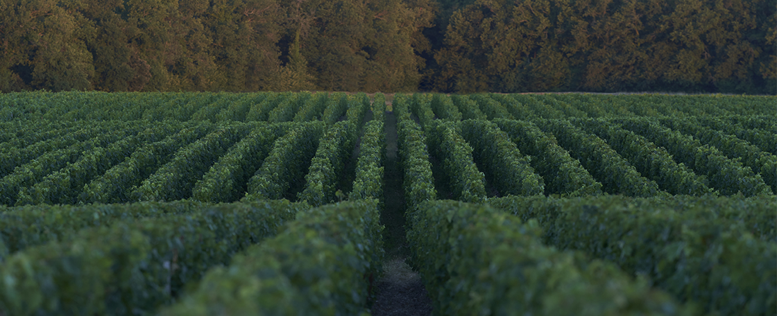 The vineyard of Château d'Armailhac