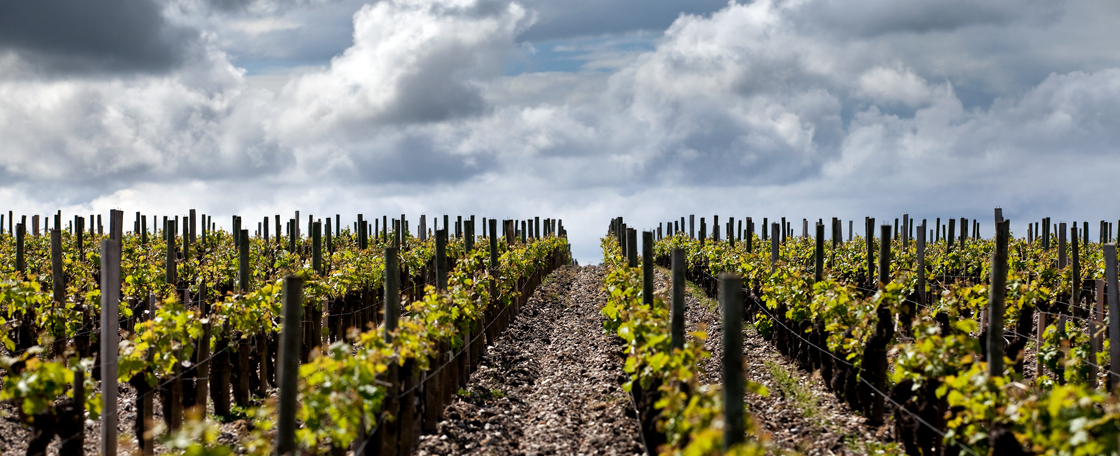 Le vignoble de Château d'Armailhac 