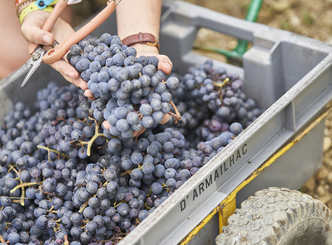 <p> </p>
<p>La cueillette se fait intégralement à la main, et les grappes sont déposées dans des cagettes. Chaque cépage de chaque parcelle est conduit au cuvier séparément.</p>
