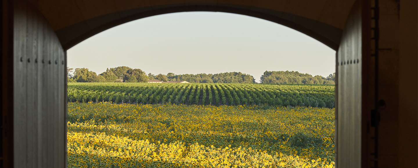 La vue sur les vignes depuis le chai de Château d'Armailhac 