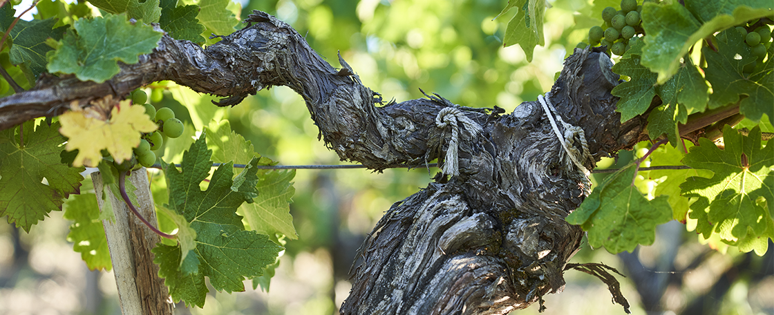 An old Cabernet Sauvignon vine